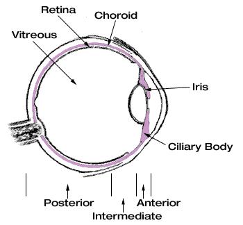 mpic-uveitis-cutaway